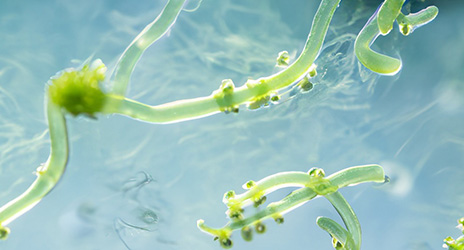 Filtration_Mikroorganismen